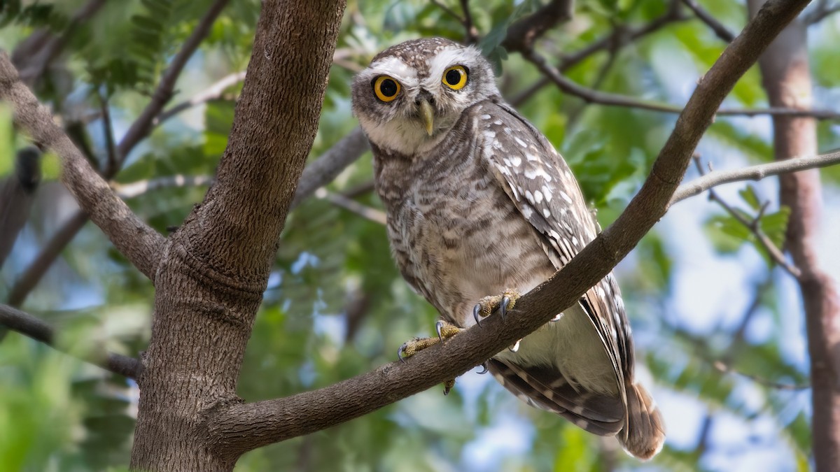 Spotted Owlet - ML625522033