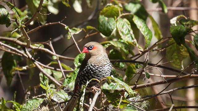 Red-eared Firetail - ML625522037