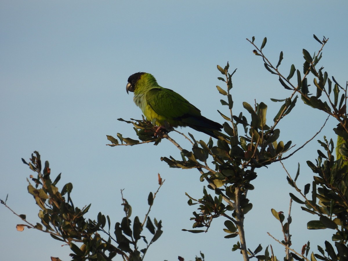 Nanday Parakeet - ML625522066