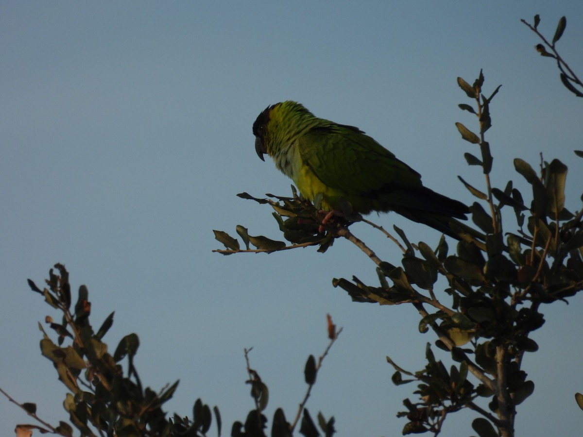 Nanday Parakeet - ML625522067