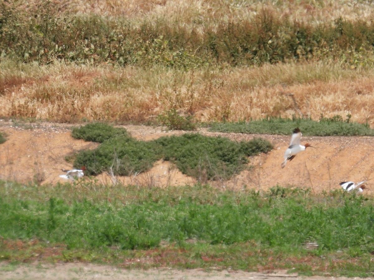 Red-necked Avocet - ML625522104