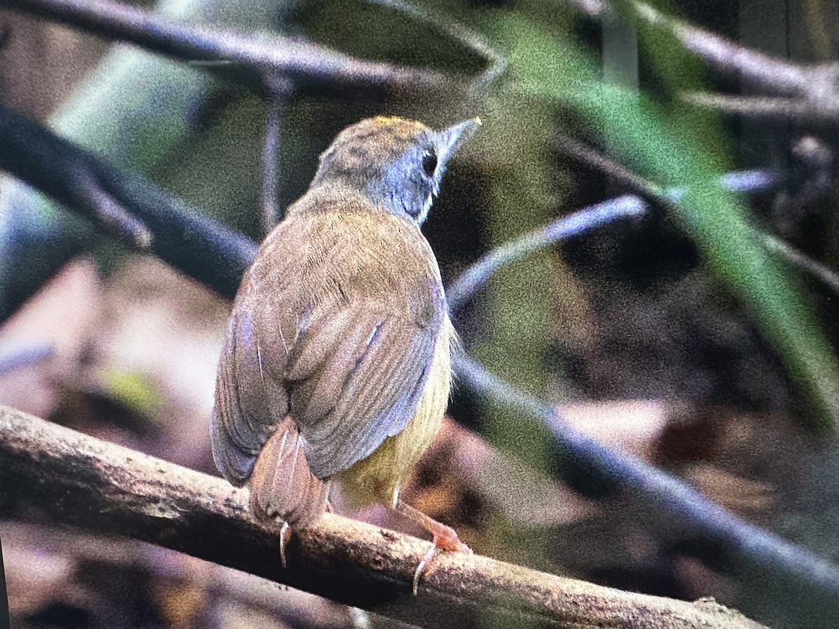 Short-tailed Babbler - ML625522107