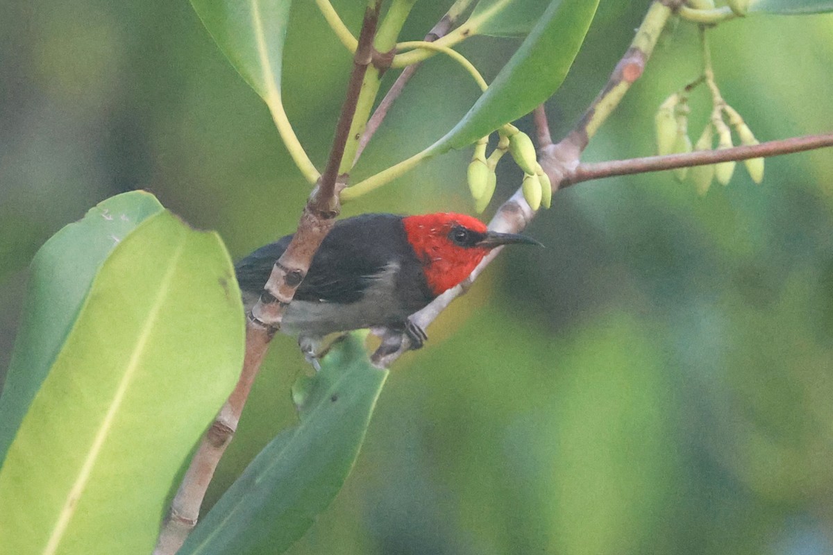 Red-headed Myzomela - ML625522108