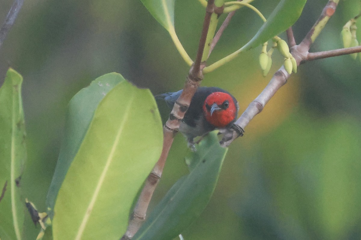 Red-headed Myzomela - ML625522109