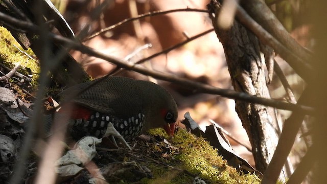Red-eared Firetail - ML625522226