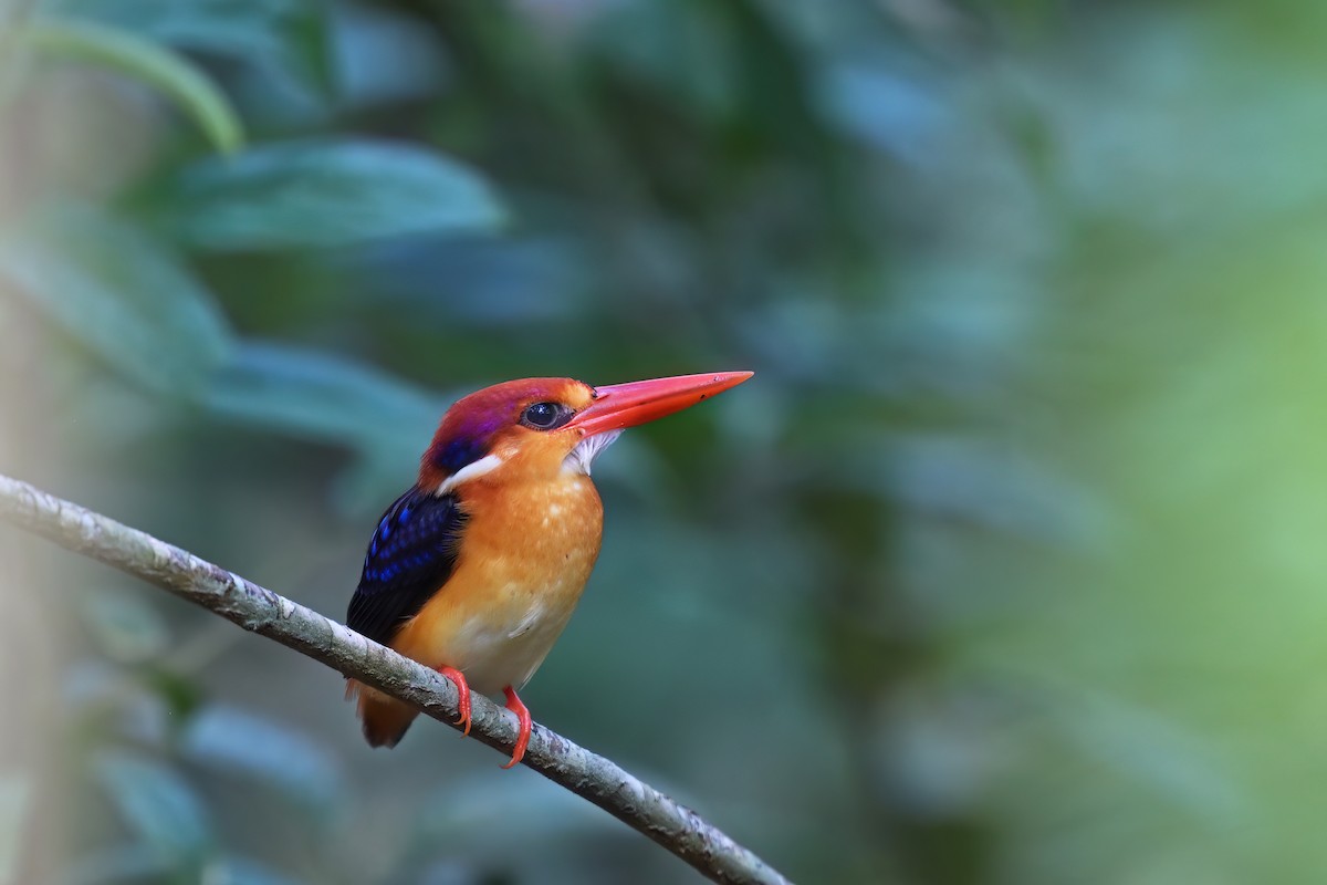 Black-backed Dwarf-Kingfisher - ML625522307