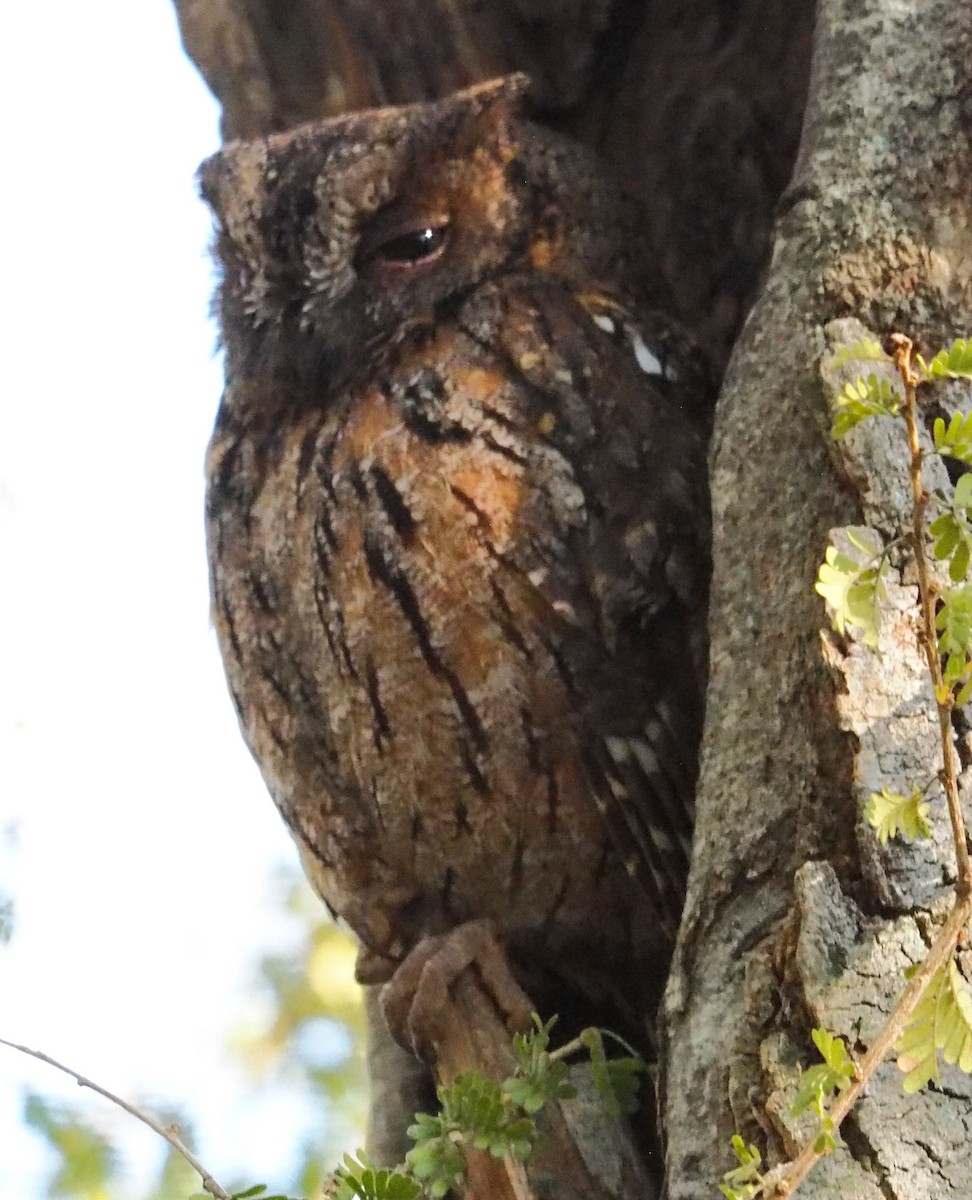 Madagascar Scops-Owl (Torotoroka) - ML625522369