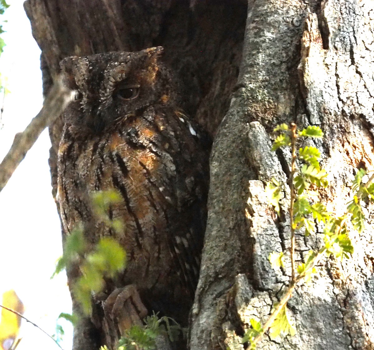 Madagascar Scops-Owl (Torotoroka) - ML625522370