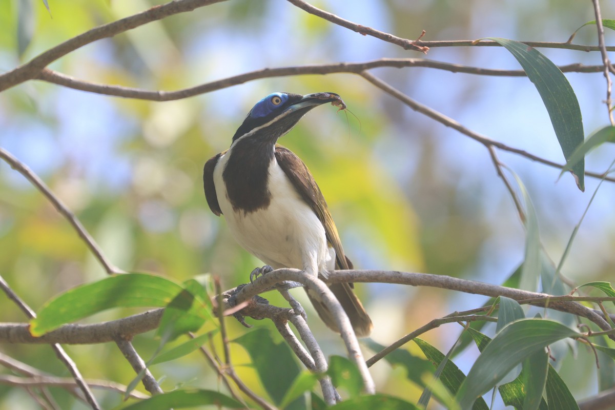 Синелицая медвянка (albipennis) - ML625522402