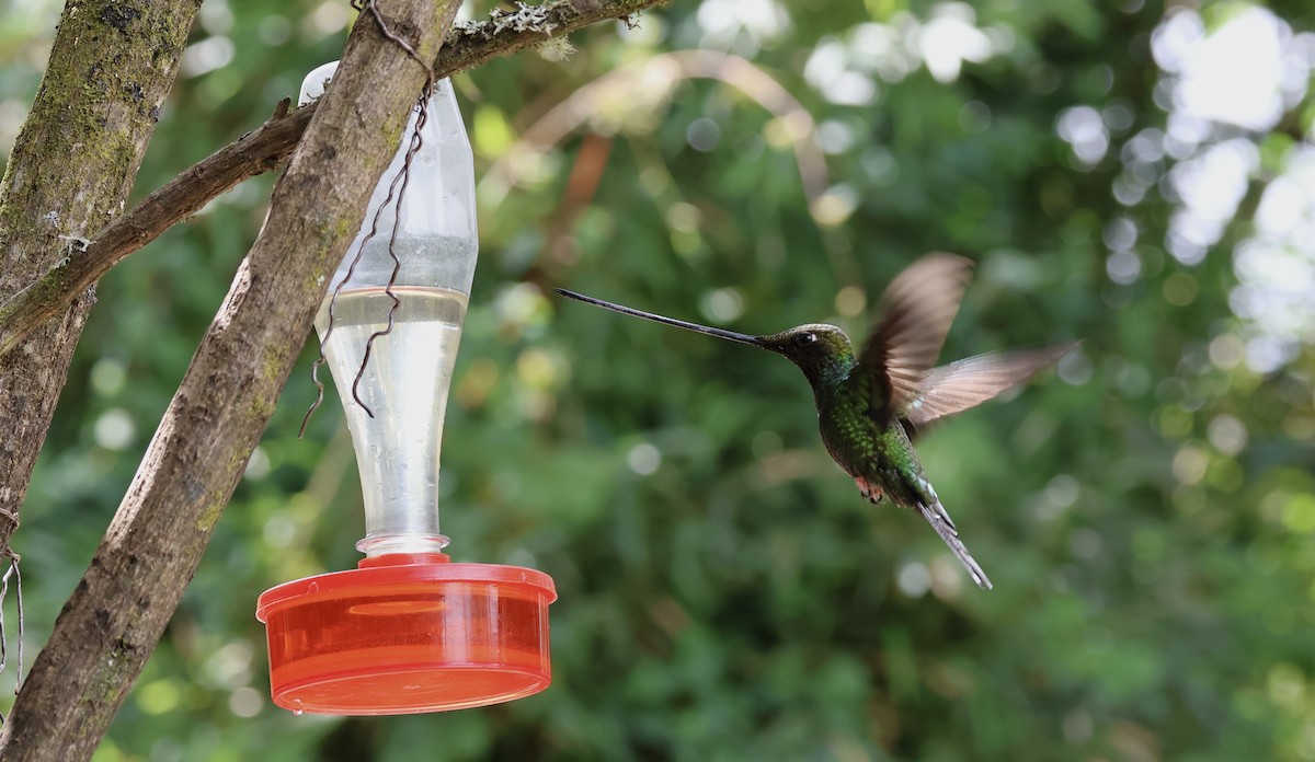 Sword-billed Hummingbird - ML625522429