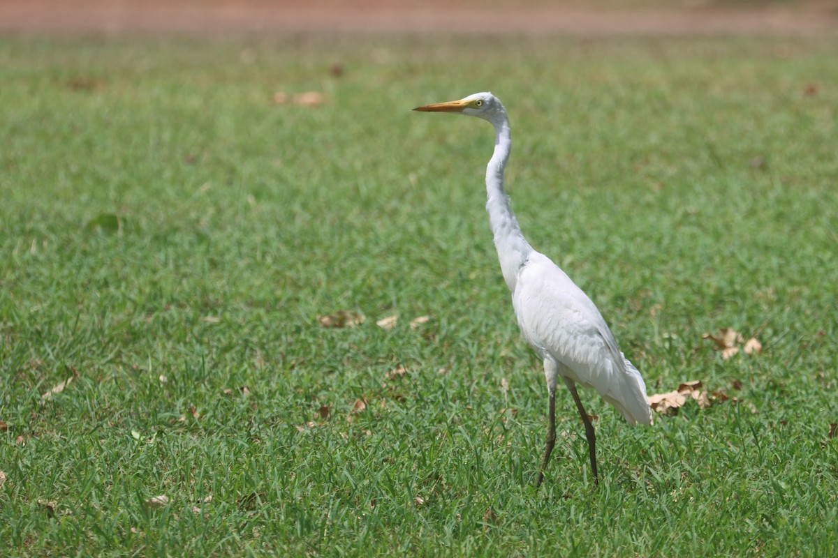 Plumed Egret - ML625522434