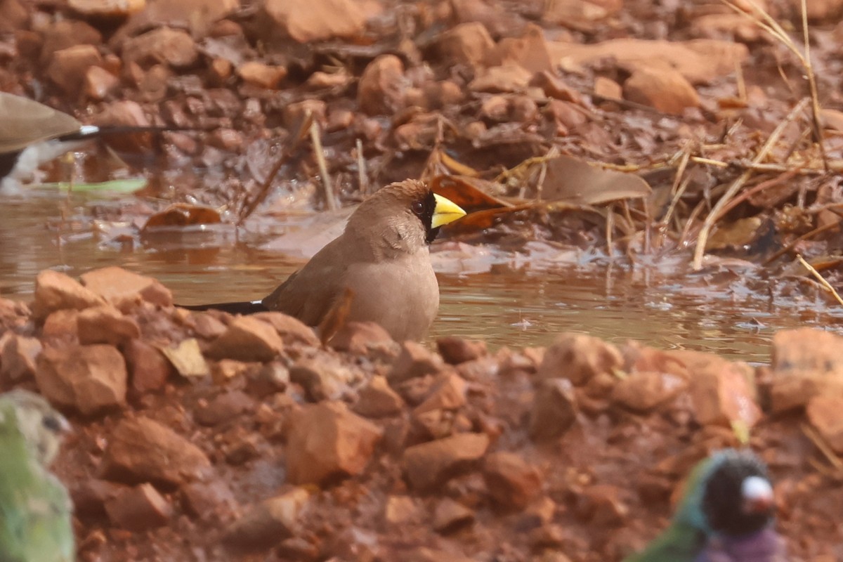 Masked Finch - ML625522519