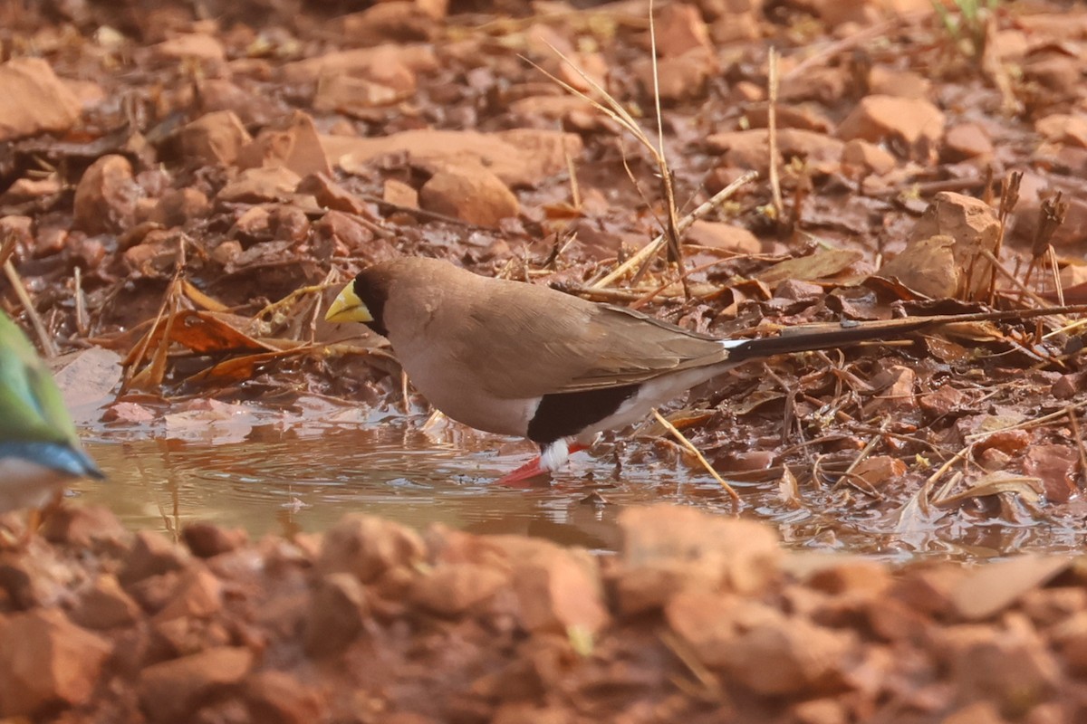 Masked Finch - ML625522520