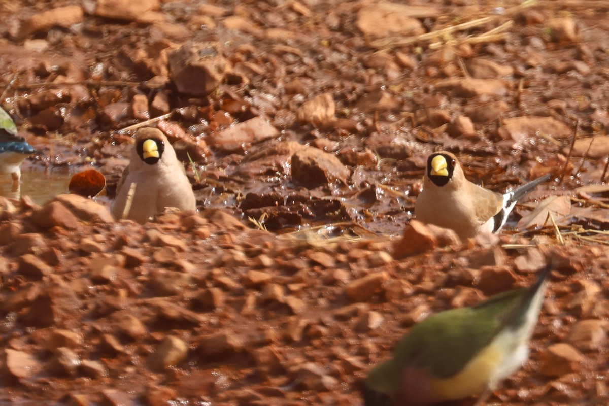 Masked Finch - ML625522521