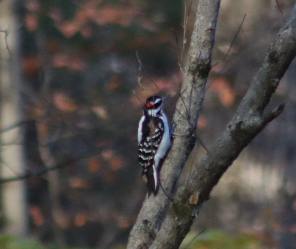 Hairy Woodpecker (Eastern) - ML625522532