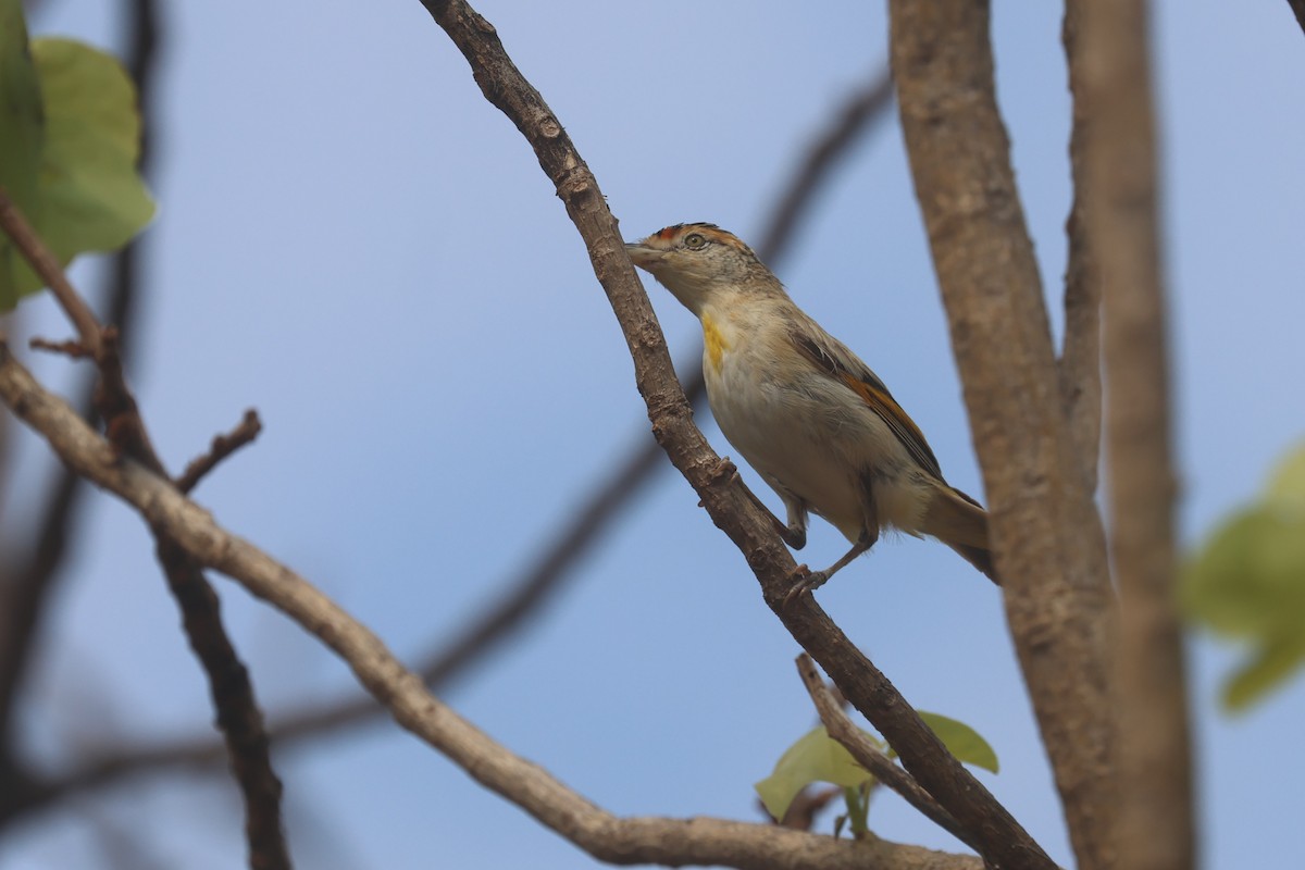 Red-browed Pardalote - ML625522552