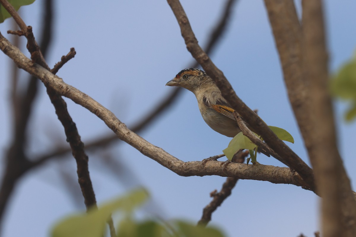 Red-browed Pardalote - ML625522553