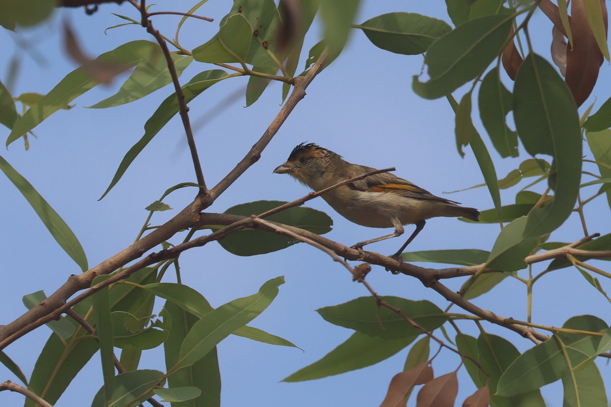 Red-browed Pardalote - ML625522554