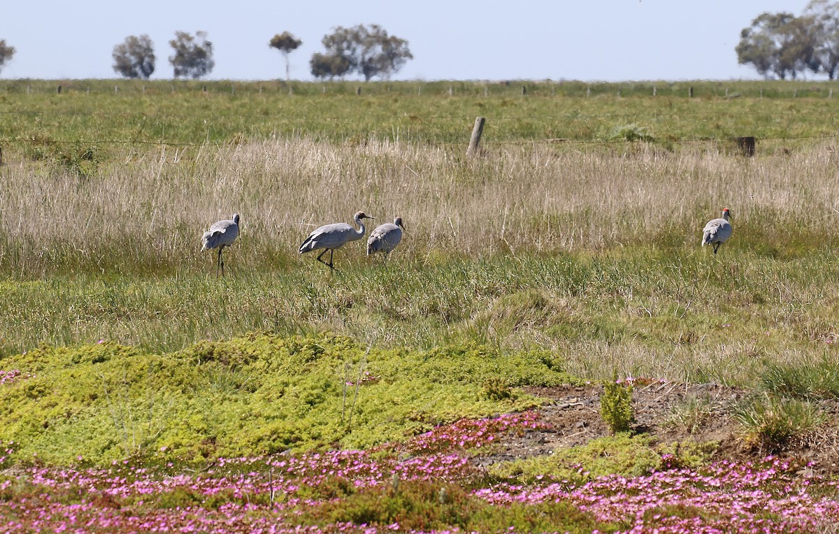 Brolga - ML625522590