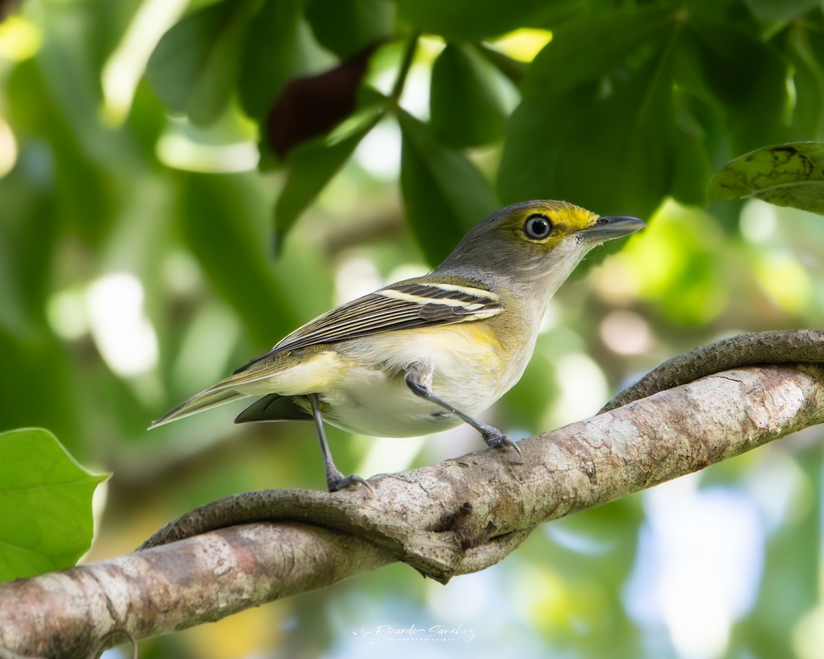 White-eyed Vireo - ML625522649