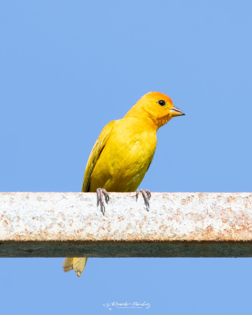 Saffron Finch - ML625522662