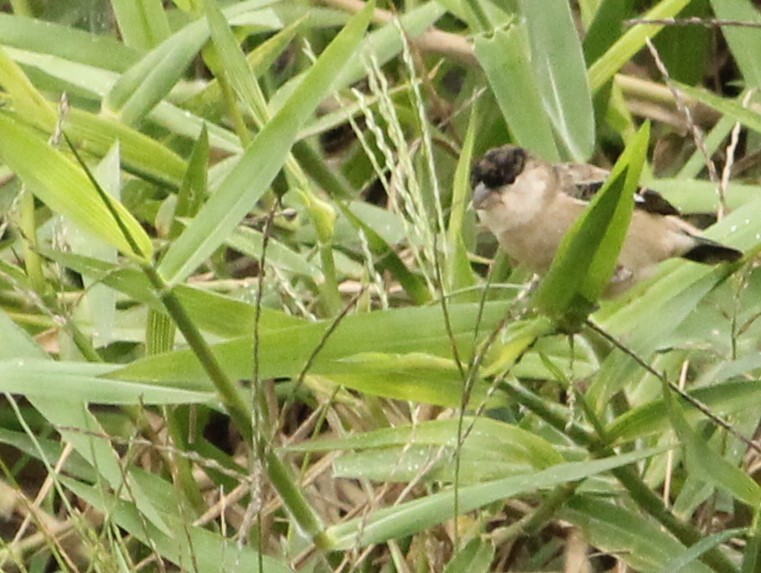 Pearly-bellied Seedeater - ML625522783