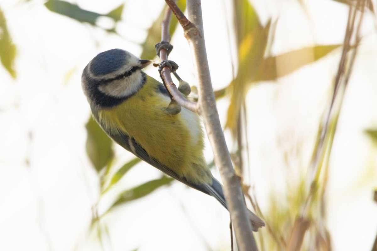 Eurasian Blue Tit - Letty Roedolf Groenenboom