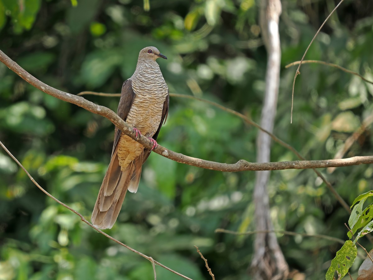 Flores Sea Cuckoo-Dove - ML625522836