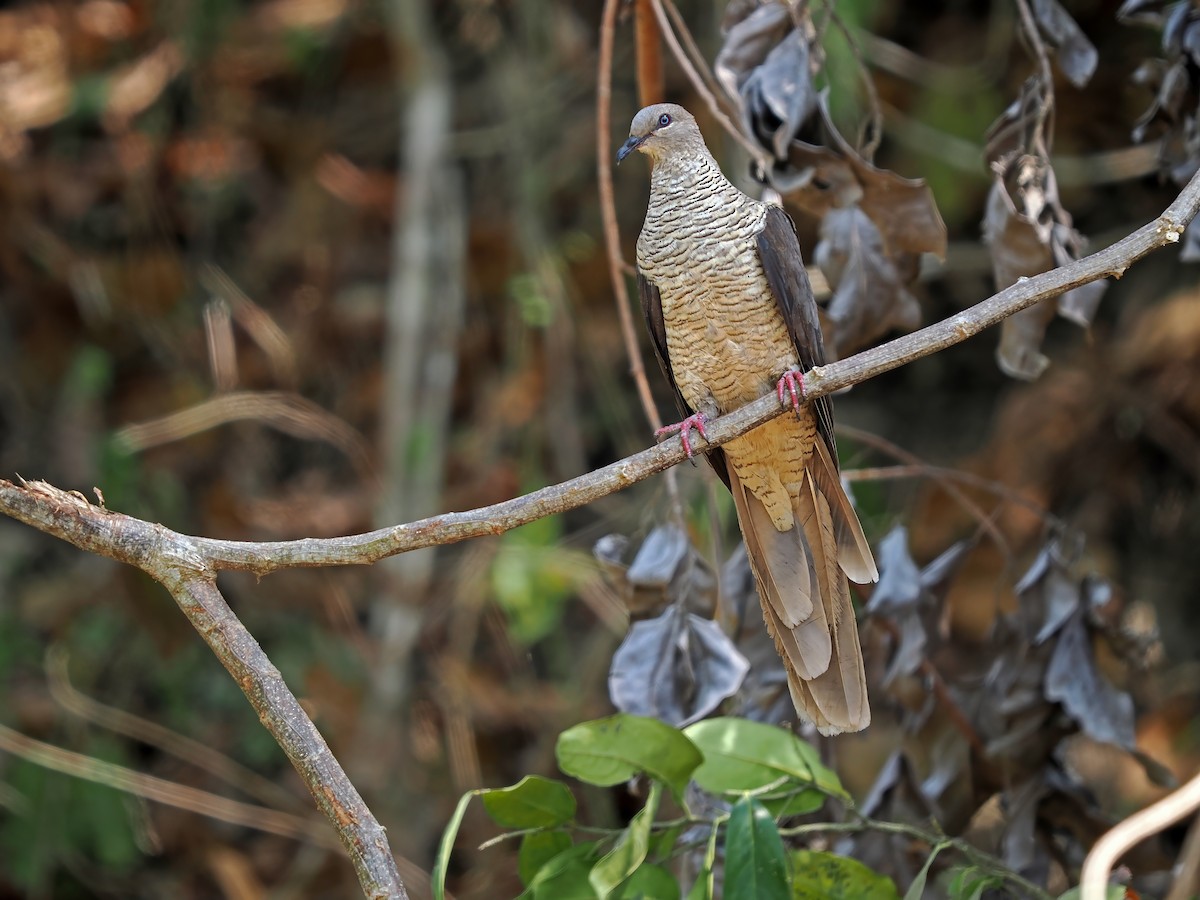 Flores Sea Cuckoo-Dove - ML625522837