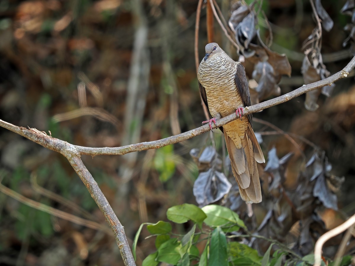 Flores Sea Cuckoo-Dove - ML625522839