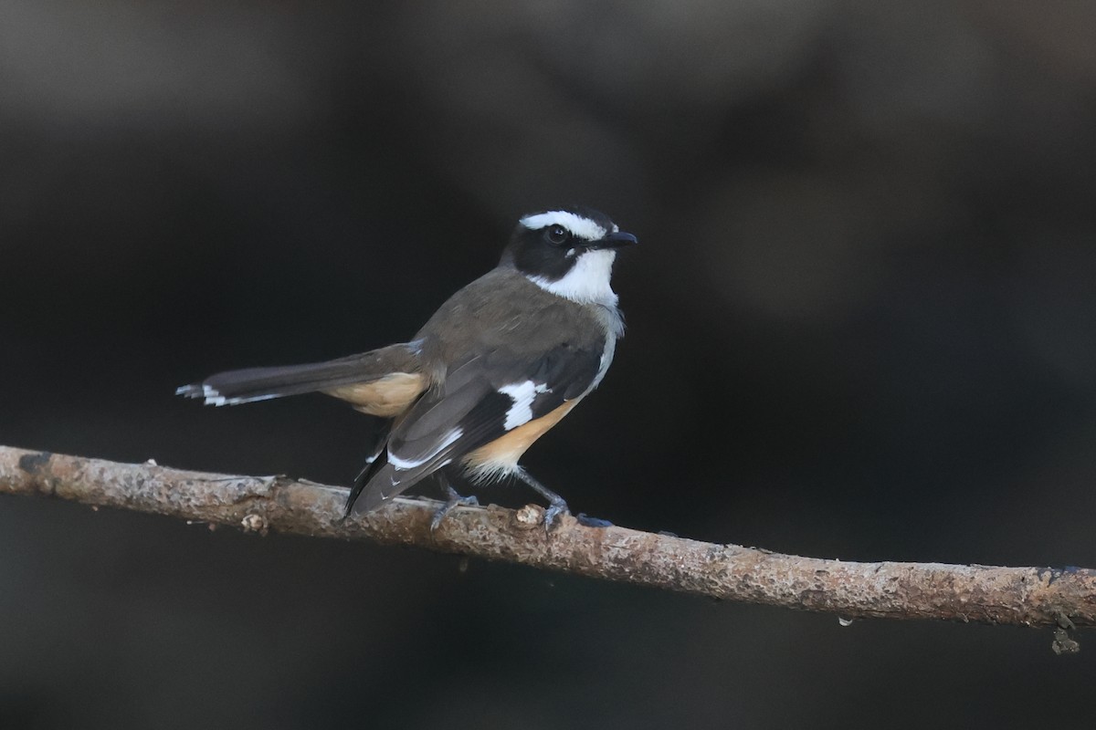 Buff-sided Robin - ML625522854