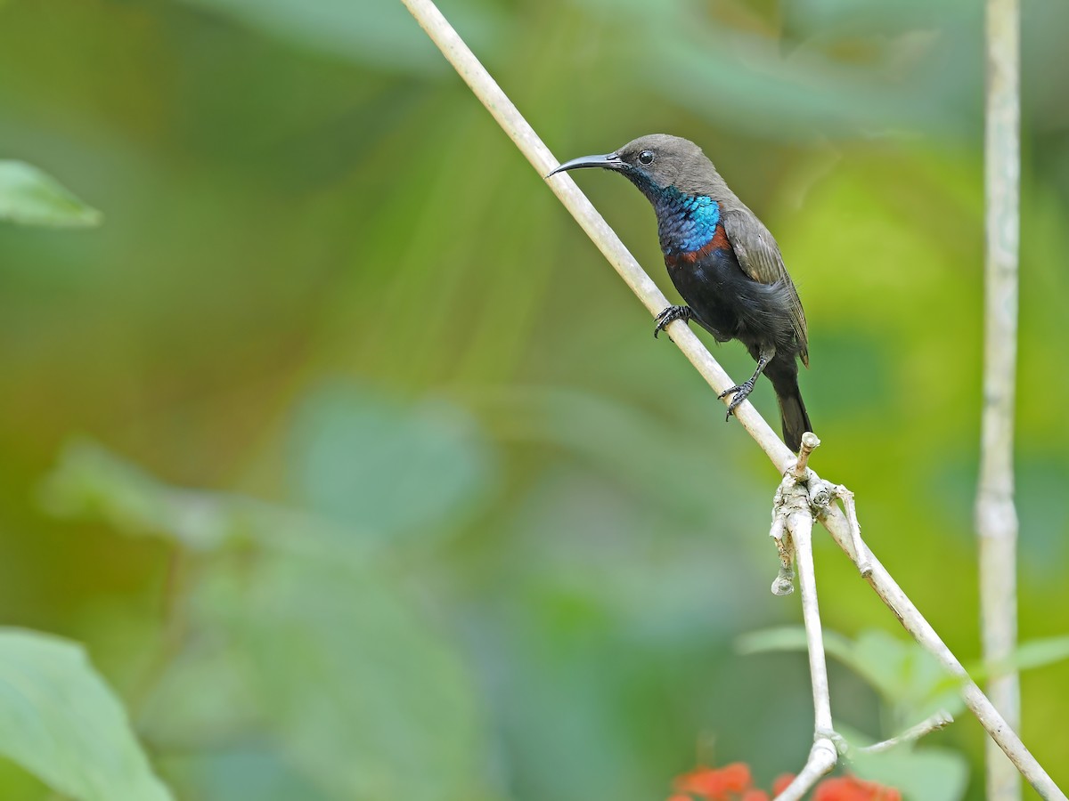 Flores Sea Sunbird - ML625522856