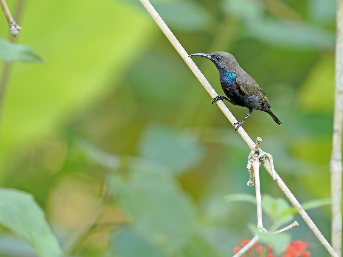 Flores Sea Sunbird - ML625522857