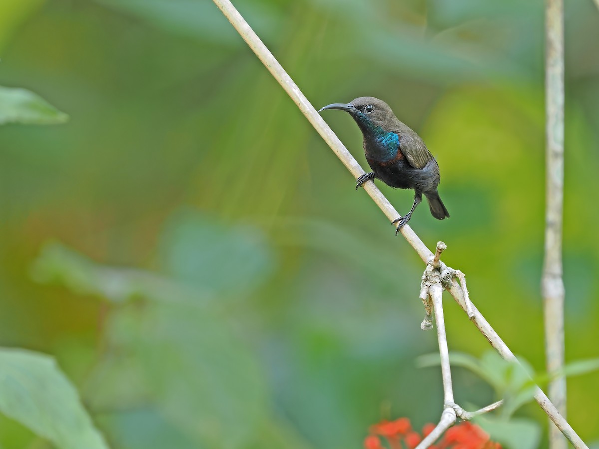 Flores Sea Sunbird - ML625522858