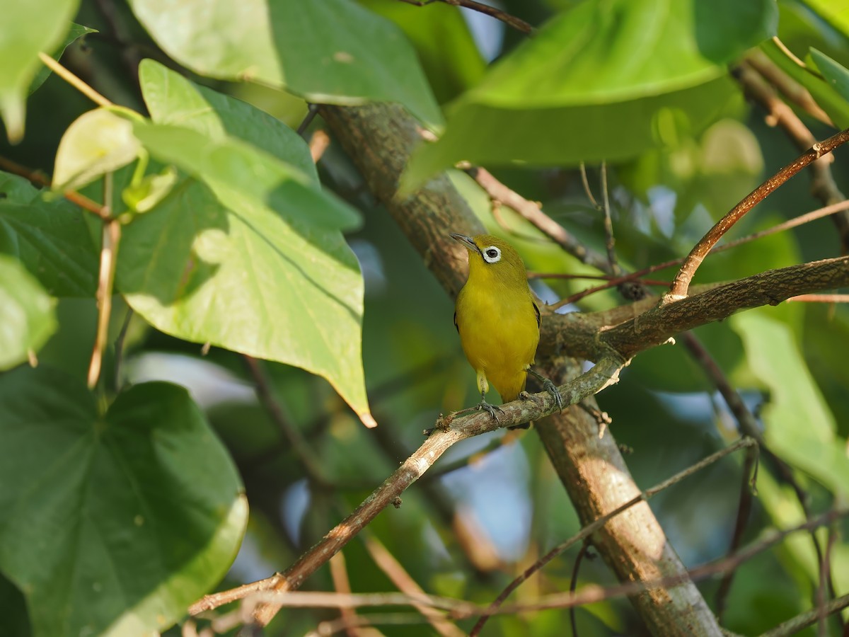 Lemon-bellied White-eye - ML625522874