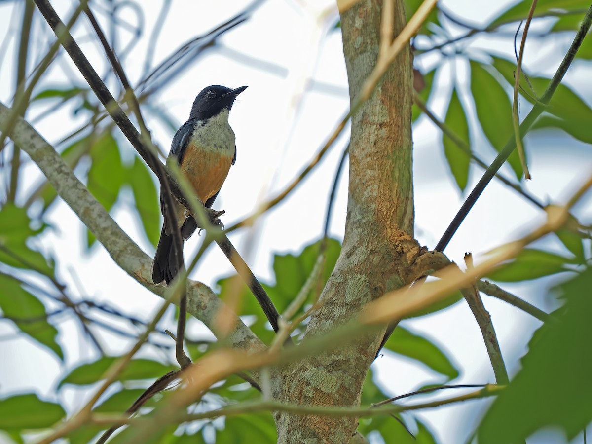 Kalao Blue Flycatcher - ML625522893
