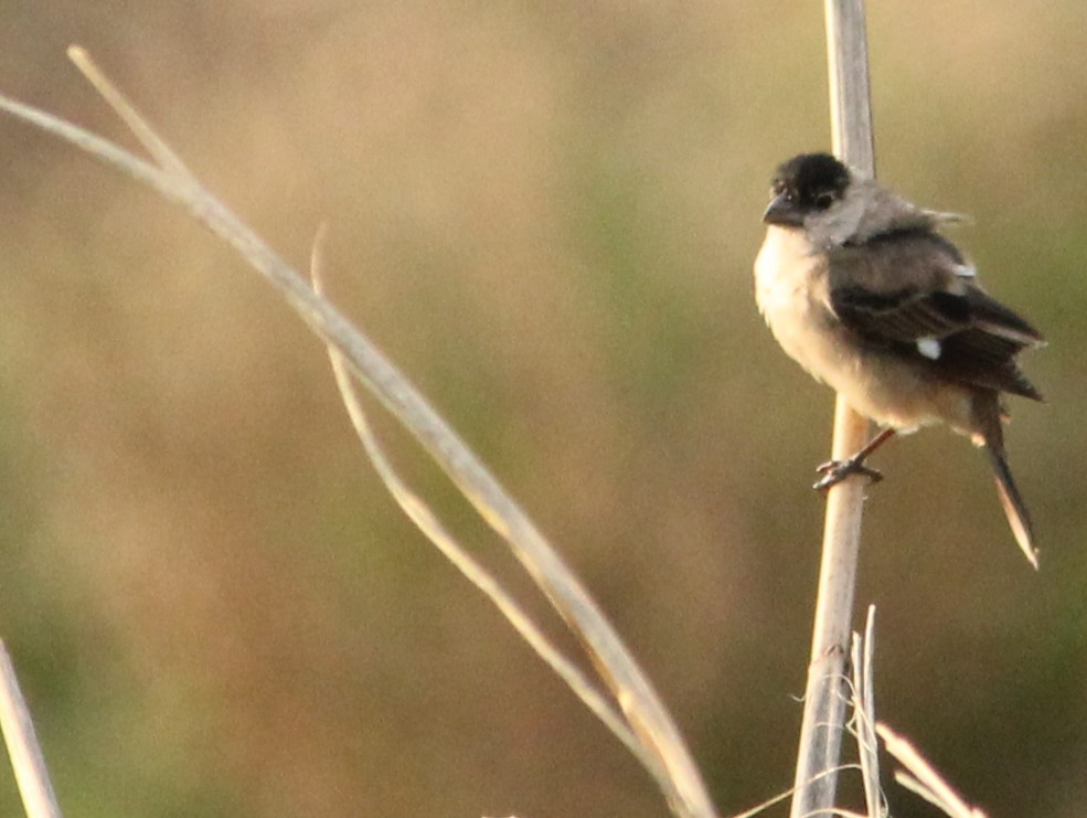 Pearly-bellied Seedeater - ML625522901