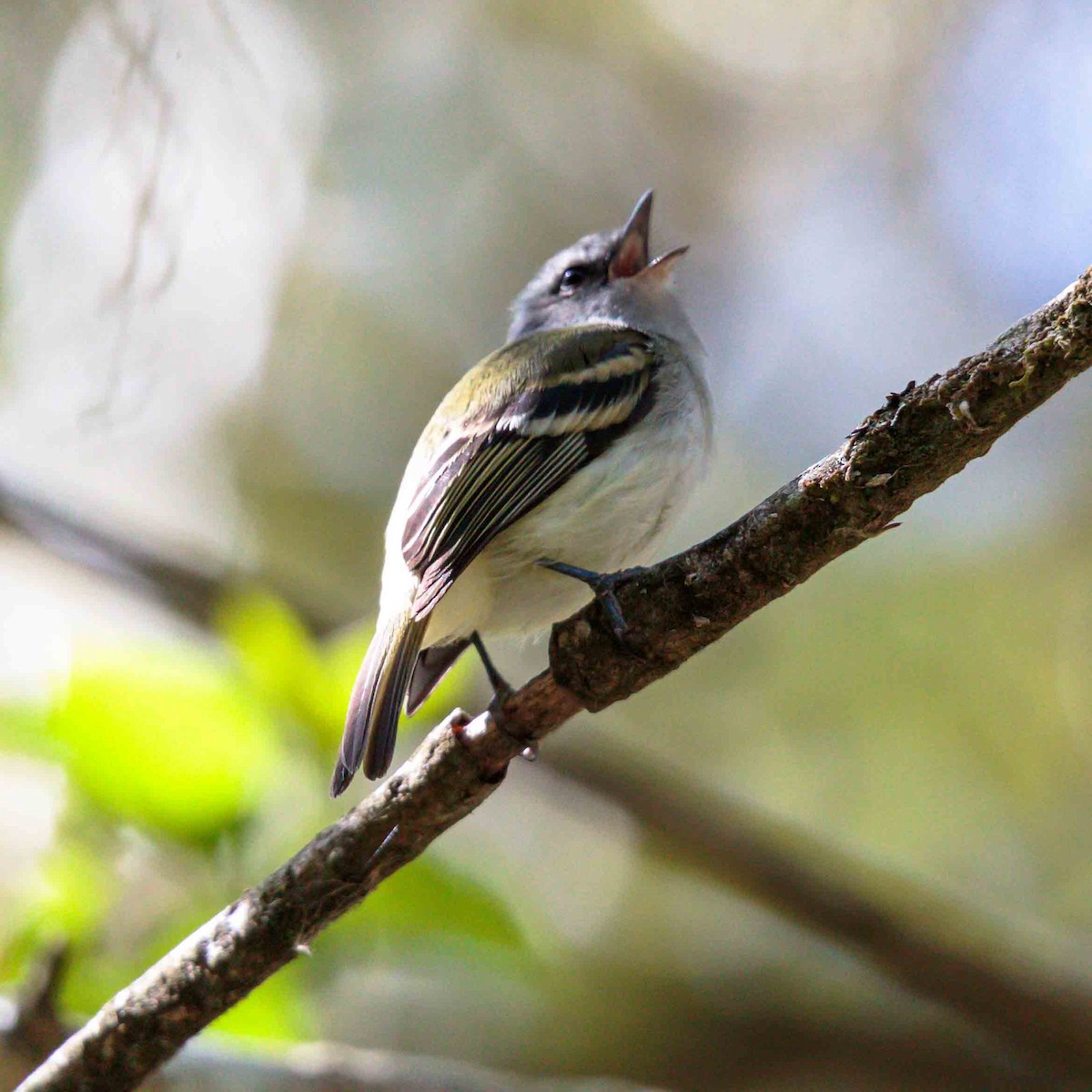 White-tailed Tyrannulet - ML625523064