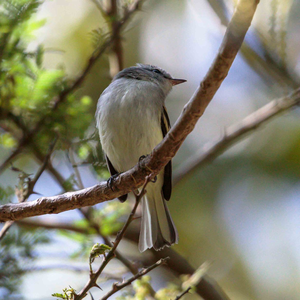 White-tailed Tyrannulet - ML625523065