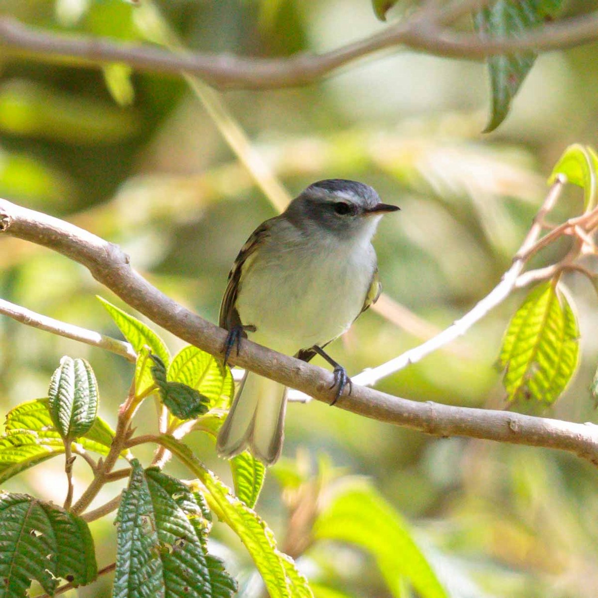 White-tailed Tyrannulet - ML625523066