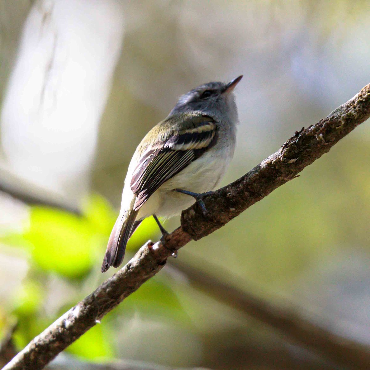 White-tailed Tyrannulet - ML625523067