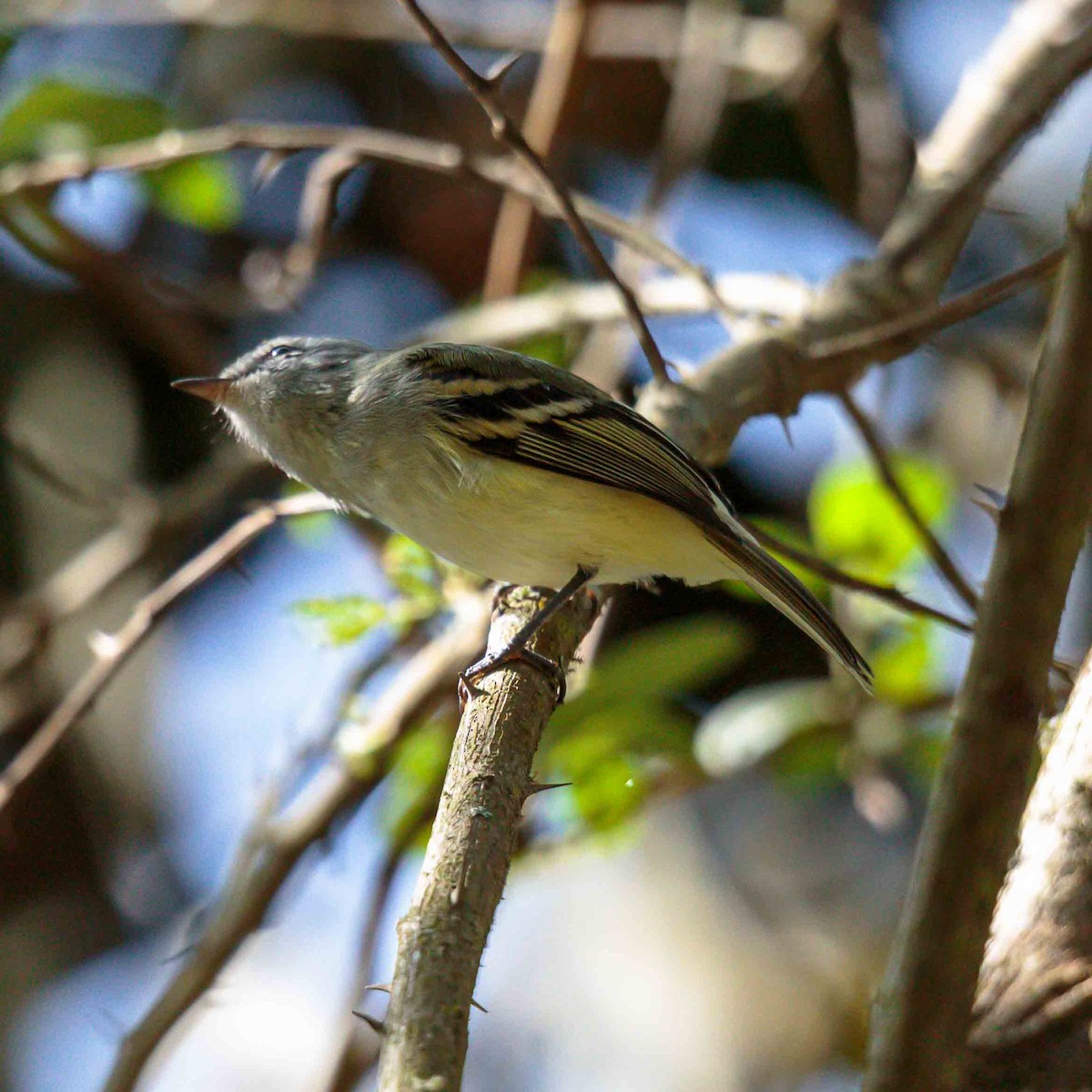 White-tailed Tyrannulet - ML625523068