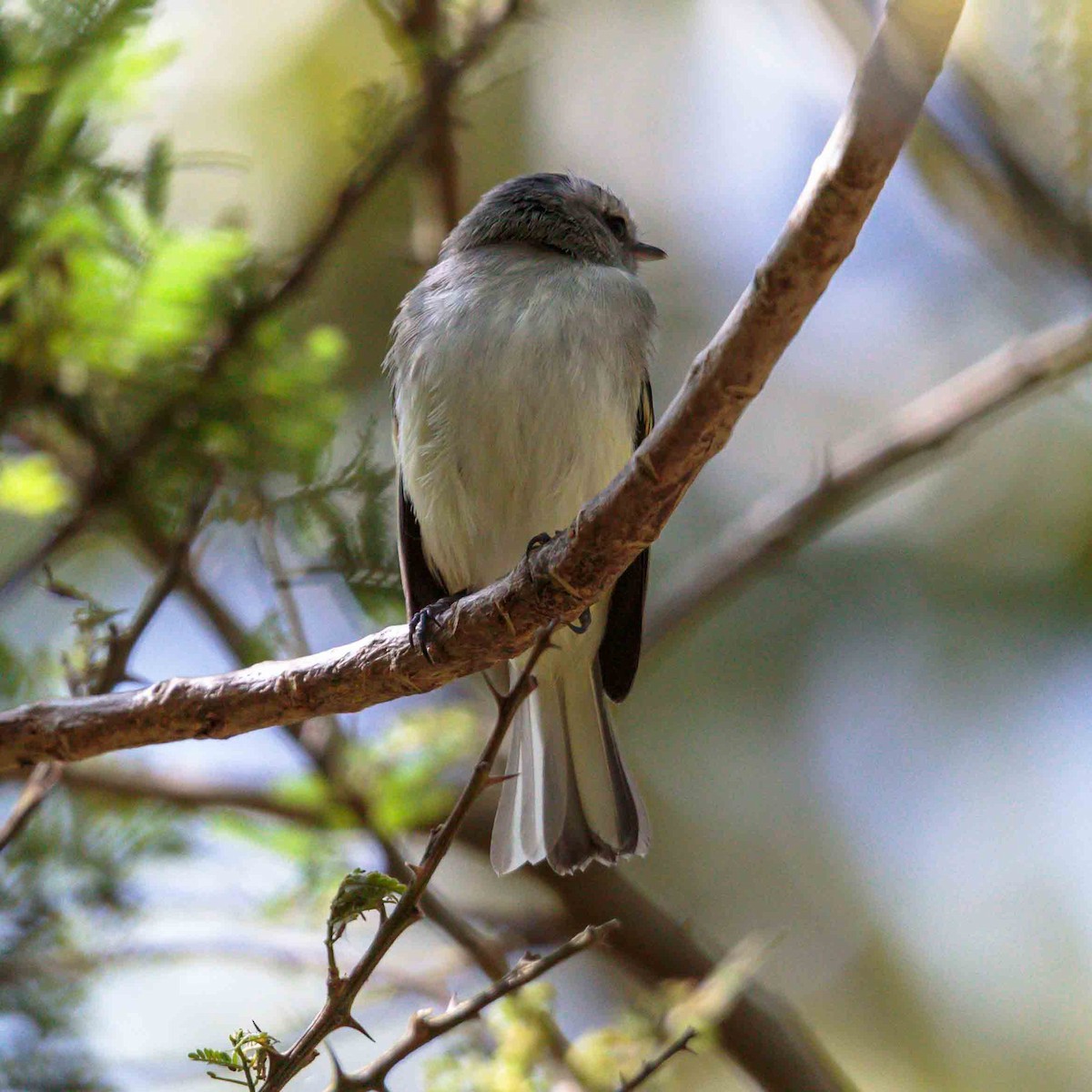 White-tailed Tyrannulet - ML625523069