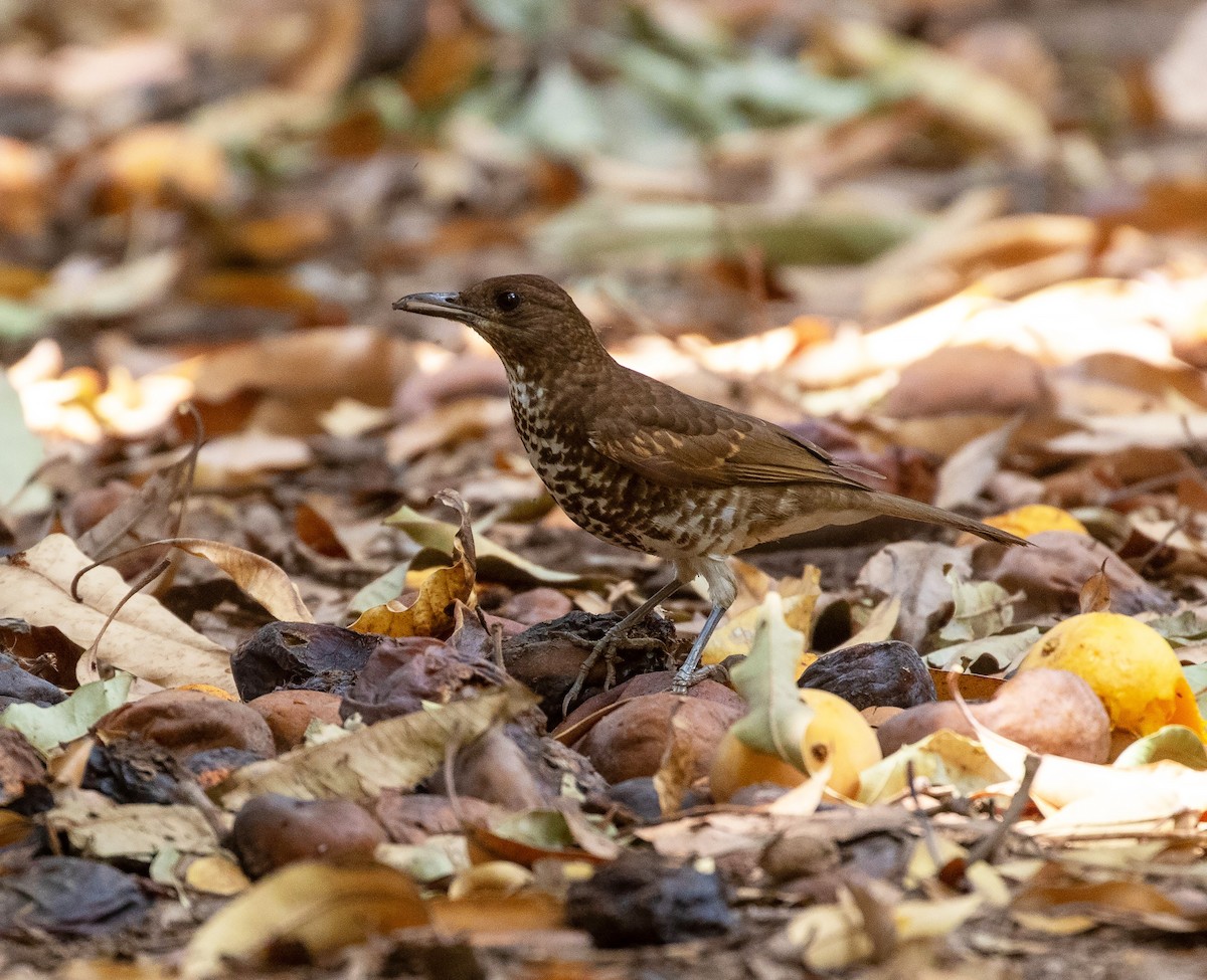 Marañon Thrush - ML625523078