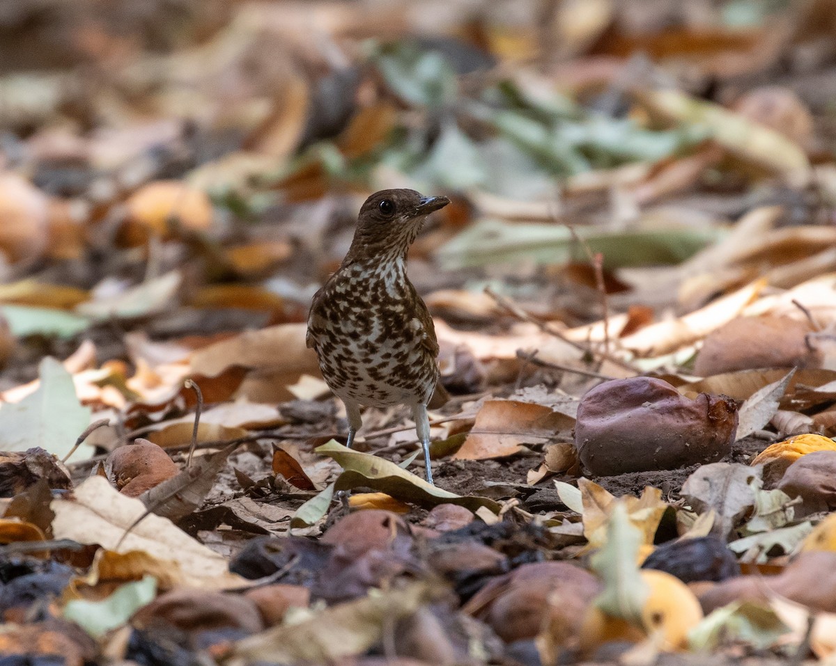 Marañon Thrush - ML625523079