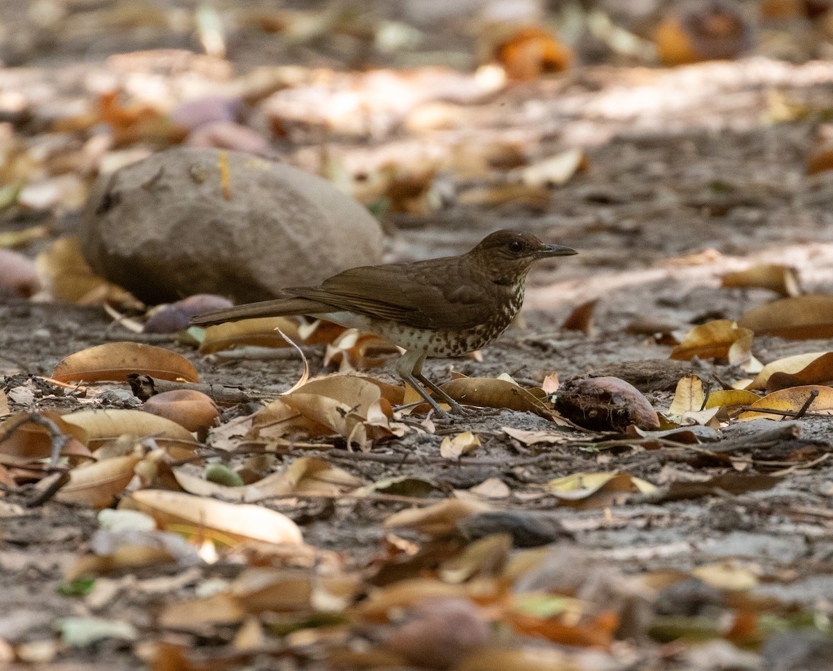 Marañon Thrush - ML625523081