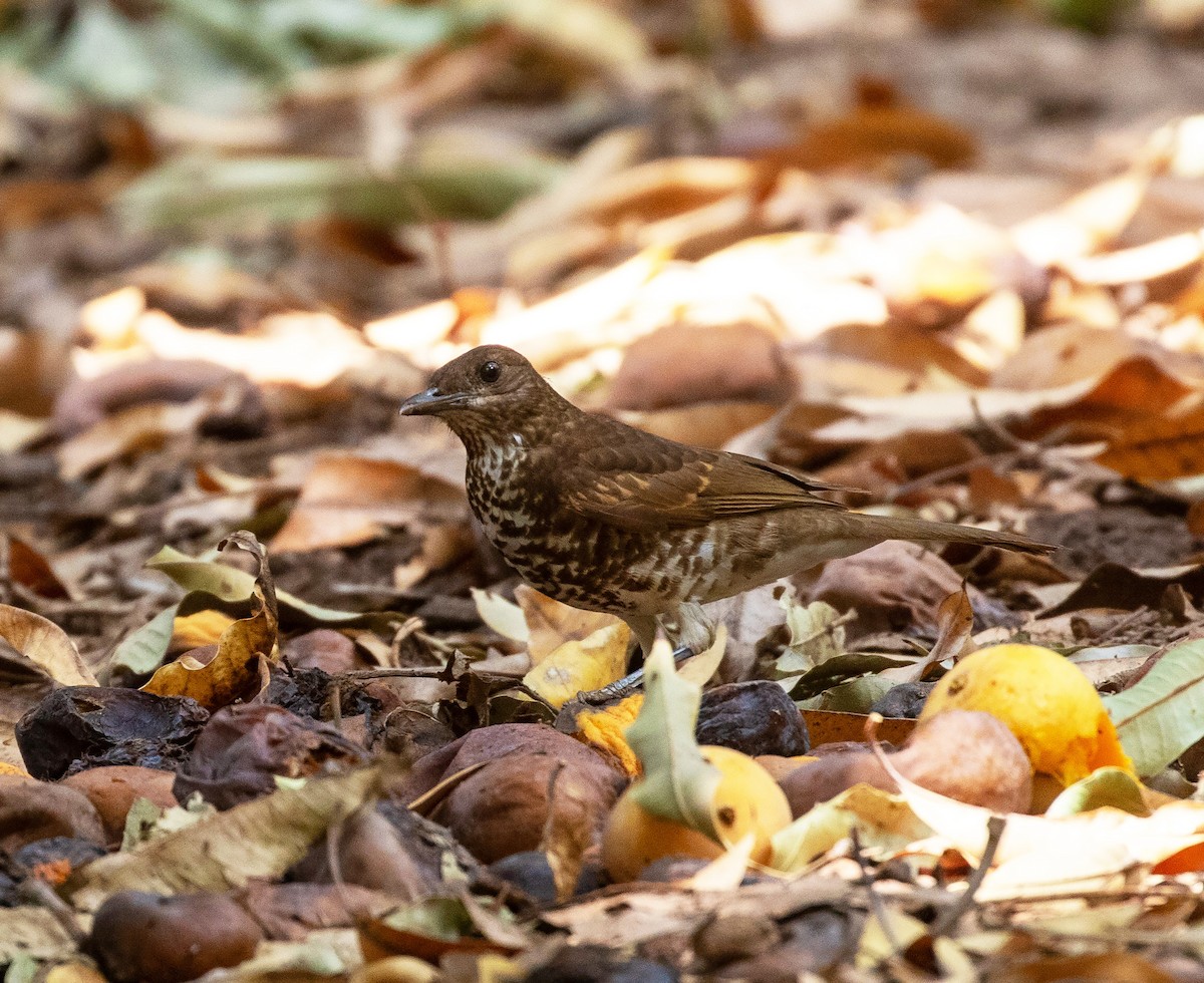 Marañon Thrush - ML625523082