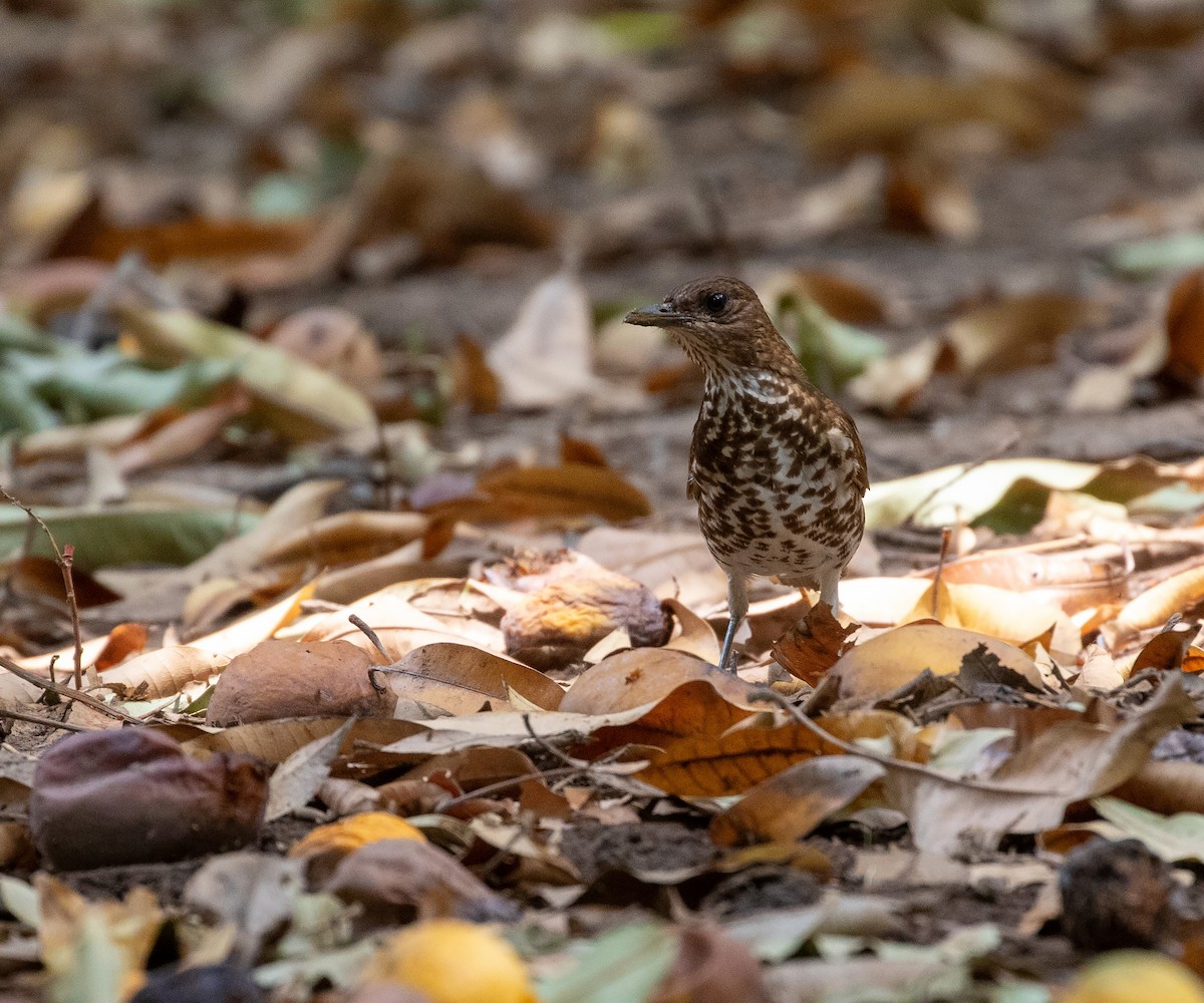 Marañon Thrush - ML625523084