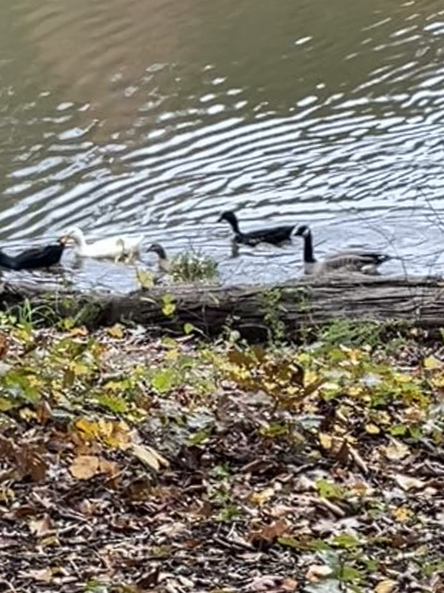 Cackling Goose - ML625523278