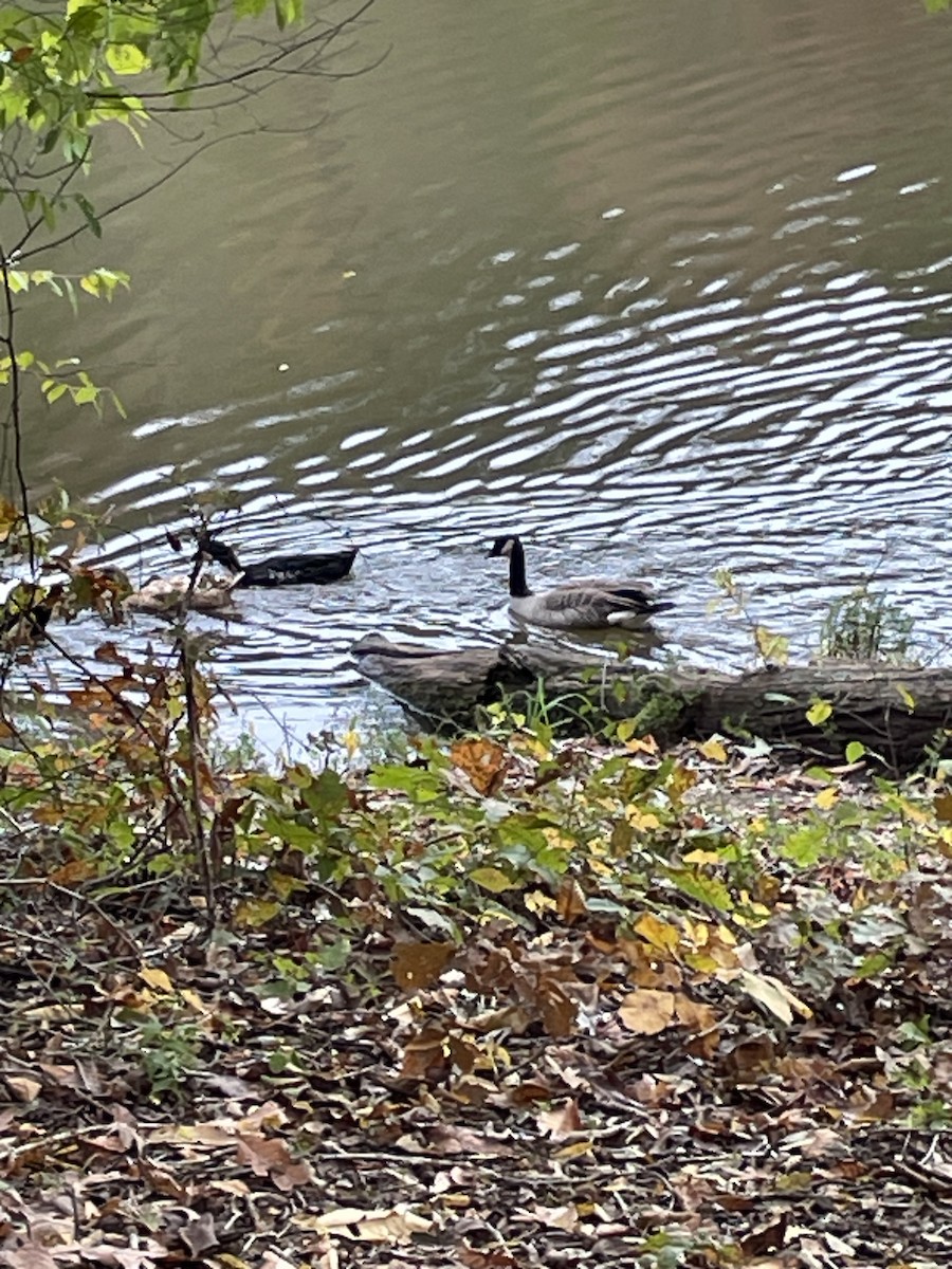 Cackling Goose - ML625523279